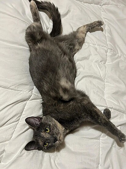 A gata se adaptou rapidamente ao lar temporário.