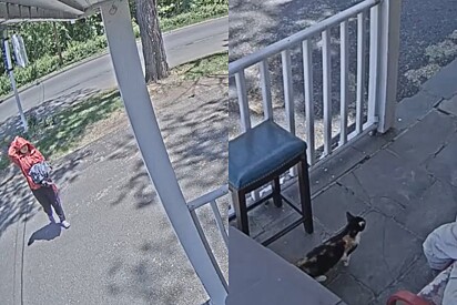 Câmera de segurança registra momento de partir o coração quando gato é abandonado em abrigo de animais.