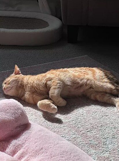 Os felinos simplesmente amaram a posição solar da nova casa.