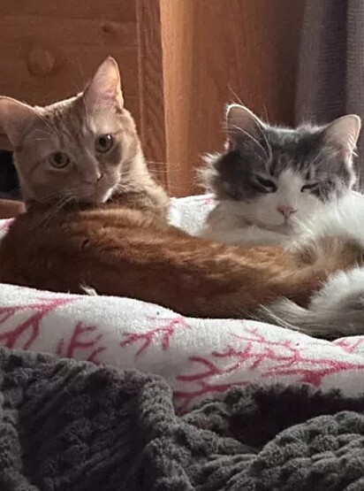  Angela Kasper mostrou a reação dos seus gatos na nova moradia.