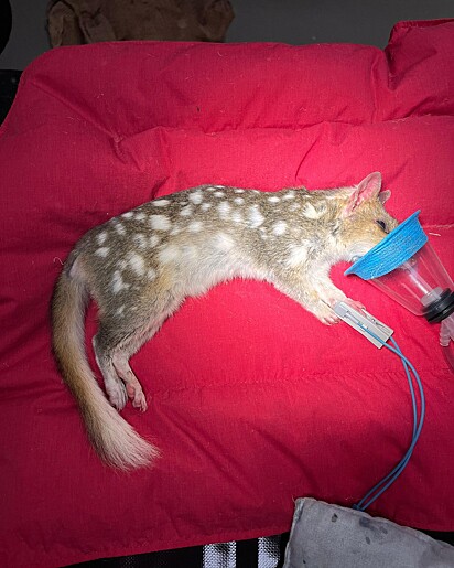 O animal em apuros era um quoll-oriental.