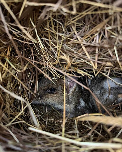 Após cuidados intensivos, o quoll-oriental se recuperou.
