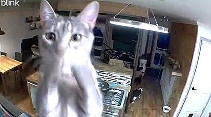 A felina sente falta da tutora que está na faculdade em outra cidade.