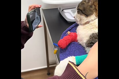 Gato é hospitalizado após estresse com ida da filha dos donos para a faculdade.