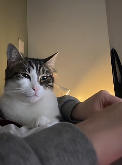 Felizmente, a gatinha já está bem.