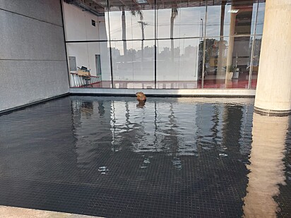 O C em UFABC é de Capivara.