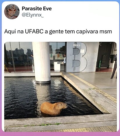 Uma capivara na UFABC.