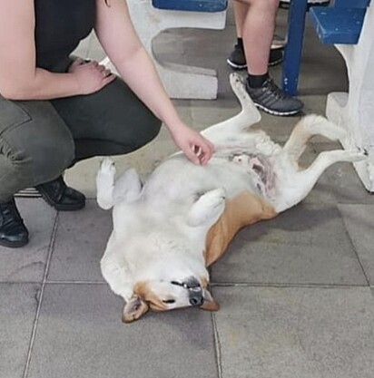 O cachorro Silveira, da UFSM, também está procurando um lar. 