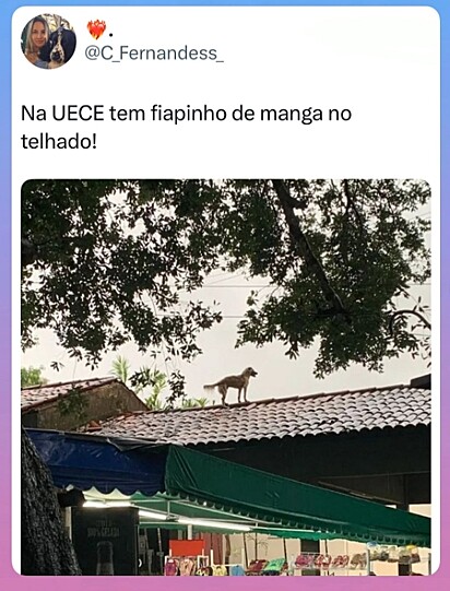 Cachorro fiapo de manga flagrado no telhado da UECE.