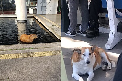 As “lendas vivas” dos campi: conheça os animais que viraram mascotes das universidades brasileiras.