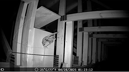 Câmeras de segurança foram instaladas ao redor do ninho para monitorar de perto as aves.