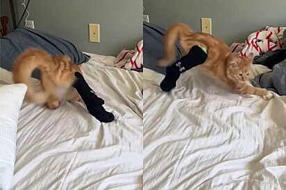 Muitos internautas concordaram com o fato de que gatos laranjas são arteiros.