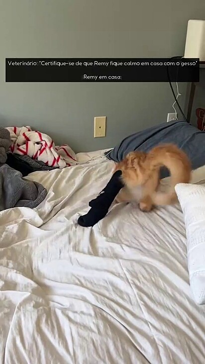 Remy não resistiu aos zoomies.