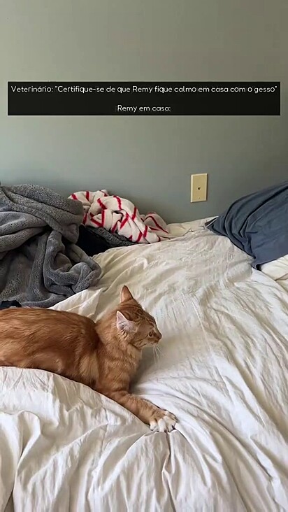 O gato não conseguia parar quieto.