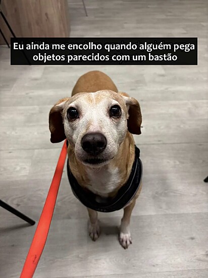 A cachorrinha foi descartada após não servir mais ao ex dono.