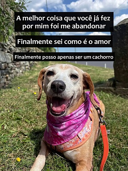Atualmente ela é aquilo que nasceu para ser: só um cachorro.