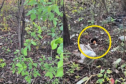 Homem escuta gritos vindos de mata e sente um aperto no estômago ao descobrir o que era