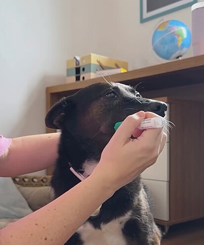 A coleta de DNA é feita com um cotonete de saliva.