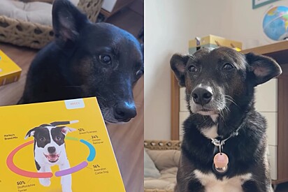 Família paga R$ 500 em teste de DNA para cachorro e descobre o que eles já desconfiavam.