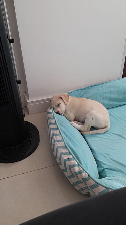 Devido à fraqueza, o filhote passava boa parte do tempo dormindo.