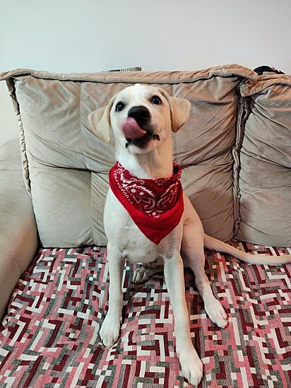 Quando Apollo completou nove meses, o tutor descobriu que ele era um “vira-labrador”.