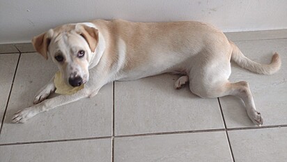 O cachorro Apollo é a alegria da família.