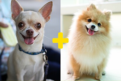 Chihuahua cruza escondido com Lulu da Pomerânia e tutor mostra aparência diferente de filhote.