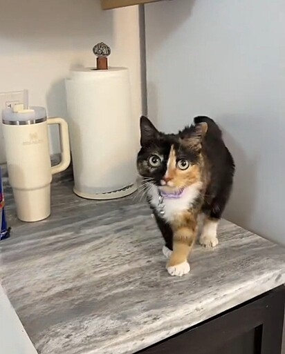 A gata Blue tem três anos e pesa apenas 1,8 kg.