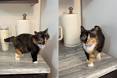 Mulher mostra o tamanho de uma gata anã e internet não está sabendo lidar com tamanha fofura.