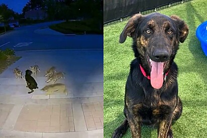 Durante 45 minutos, cachorro luta com 5 coiotes famintos para defender seu bairro; câmera registra momento