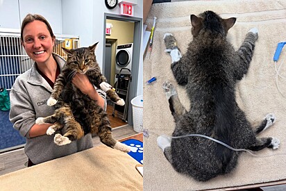 Gata com 6 patas resgatada por abrigo de animais recebe notícia que estava esperando.