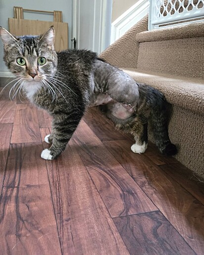 A equipe optou por retirar 3 patas que lhe causavam dor.