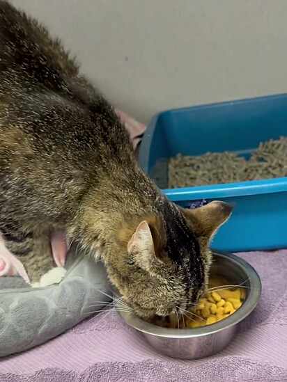 A gata tinha dificuldades até em tarefas básicas como se alimentar.