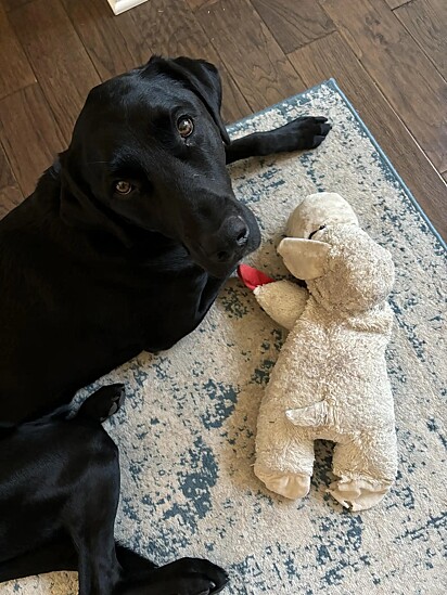 Angus tem um colega idêntico a ele na creche — confusão garantida!