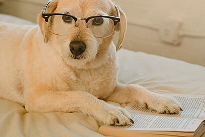 Seu cachorro é secretamente um gênio? Especialista revela 6 sinais de um cão muito inteligente.
