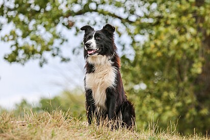 O Border Collie ocupa o primeiro lugar entre as raças de cães mais inteligentes. 