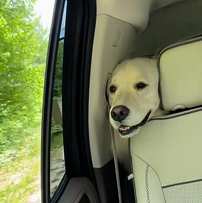Nahla, a cadela, ficou visivelmente empolgada ao reconhecer o caminho.