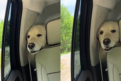 Golden retriever falece segundos depois de tutor gravar vídeo fofo durante férias.