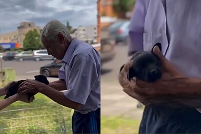 Idoso adota cachorro com a promessa que seria porte pequeno - mas pet cresce e fica gigante.