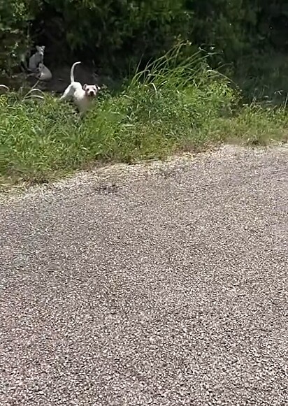 Um homem corria quando percebeu uma cachorrinha debaixo dos arbustos.