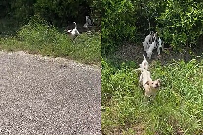 Rapaz fazia sua corrida tranquilamente, até que ele vê um grupo grande surgir do meio do mato.
