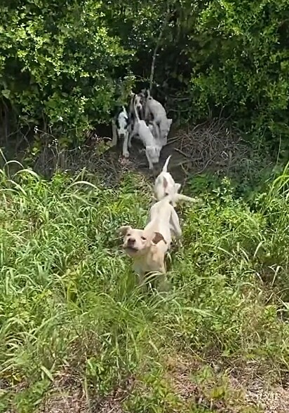A cachorrinha estava protegendo seus filhotes.