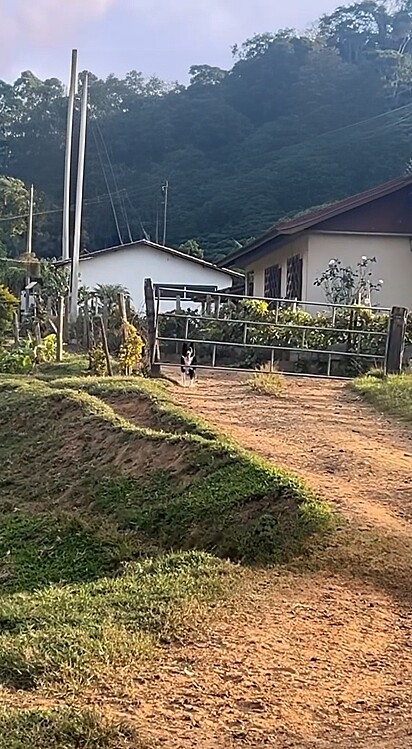 Ela contou com a ajuda de um border collie, raça conhecida mundialmente por sua habilidade em conduzir rebanhos, para ajudar no pastoreio de gado.