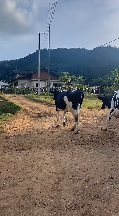 A veterinária Lyja Rodrigues decidiu contratar um ajudante para tocar o gado.