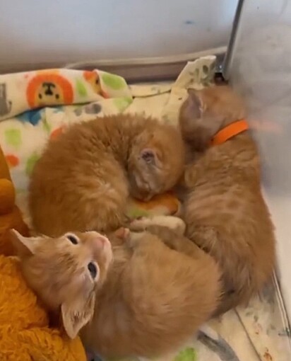 Cookie e os seus irmãozinhos.