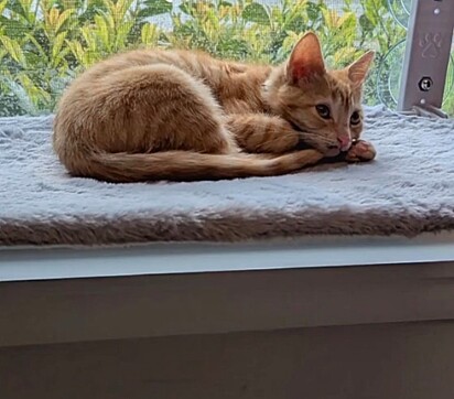 Cookie é um gatinho muito agitado.