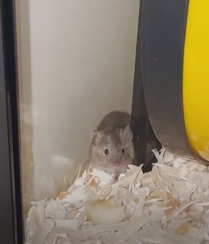 Ela construiu um lar confortável para o ratinho.