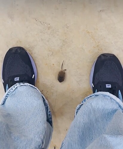 O ratinho minúsculo parecia pedir ajuda.