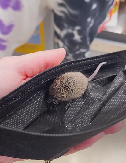 Ela pegou o animalzinho usando uma máscara médica como cobertor improvisado.
