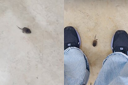 Mulher vê bola de pelos no supermercado e percebe que é um bebê implorando por ajuda.
